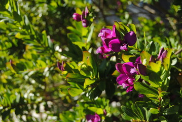 he purple flower and green trees with the while fence on the sunny day with the bright blue sky in the national park in the Blue Mountains, Australia