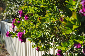 he purple flower and green trees with the while fence on the sunny day with the bright blue sky in the national park in the Blue Mountains, Australia