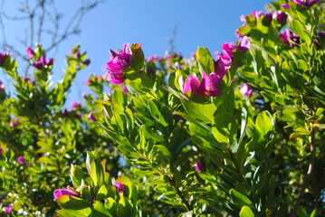 Obraz premium he purple flower and green trees with the while fence on the sunny day with the bright blue sky in the national park in the Blue Mountains, Australia
