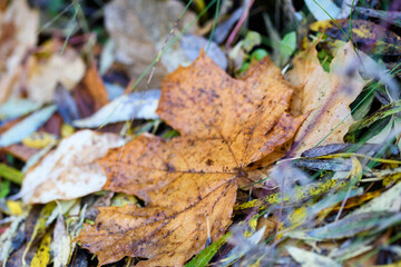 Colourful maple leaves on the ground in the autumn
