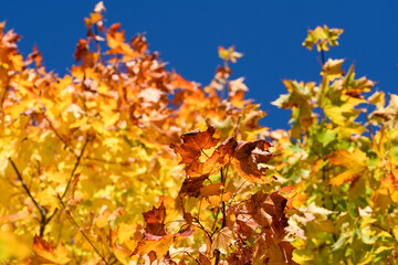 Colourful yellow maple leaves against bright blue sky