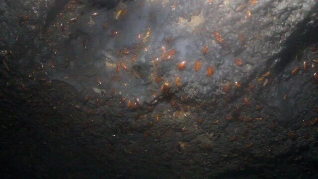 Giant cockroaches (Periplaneta accidental introduced species) live in caves where bats live and feed on bat droppings. Larvae of different ages and imago. Speleobios. Central Plateau. Sri Lanka
