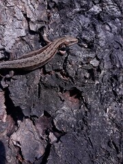 lizard on the stone