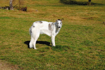 The Russian borzoi dog on the field in the green grass with the sunlight
