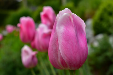 Obraz premium Tulpe