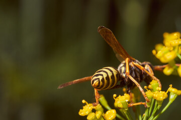 Wasp collects nectar on fennel flowers. Close-up.Macro effect photo.
