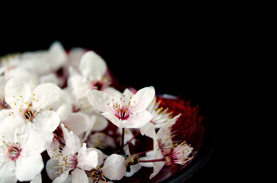 cherry blossom on black backround