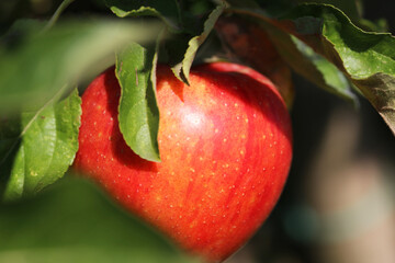 Reifer Apfel am Baum