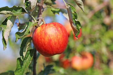 Reifer Apfel am Baum