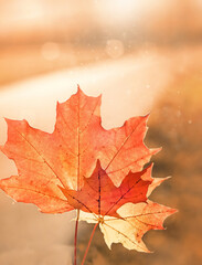 Orange maple leaves on nature background. autumn landscape, Fall season concept. copy space