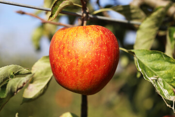 Reifer Apfel am Baum