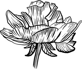 Calligraphic soft peony of scratch style. Sketch engraving vector illustration. Scratch board style imitation. Black and white hand drawn image. 