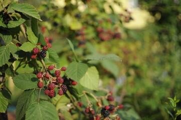 Hands picking blackberries during main harvest season with basket full of blackberries. ripe and unripe blackberries grows on the bush. . Berry background. Female hands hold blackberries.