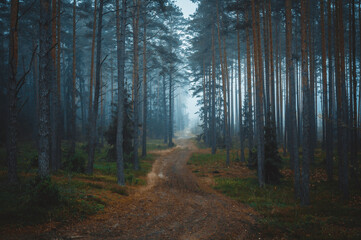 path in the forest