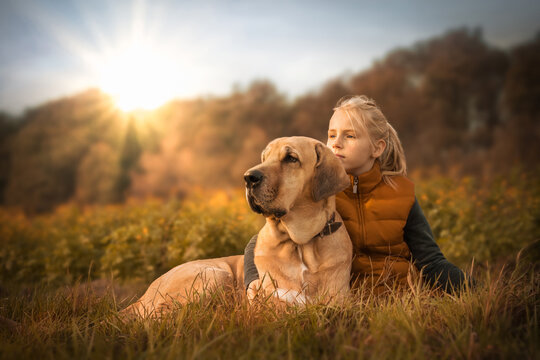 Beste Freunde - ein Kind umarmt seinen Hund, einen Broholmer, und beide genie&szlig;en in der Natur den Sonnenuntergang an einem Herbsttag