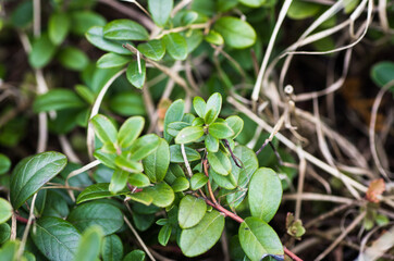 Fototapeta na wymiar Close up of green lingonberry leaves