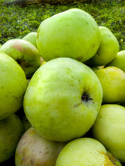 A large image of garden apples on a background of green grass