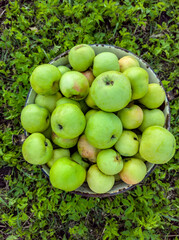 harvest of garden green apples, standing in on the green grass. View from above