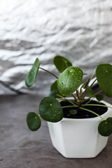 Pilea peperomioides. Home green plants in pots. Watering and growing herbaceous flowers.