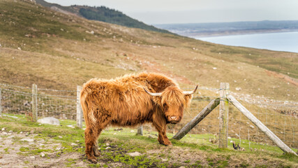 Beautiful, long furred or haired, ginger coloured Scottish Highland cattle on the hill of Slieve...
