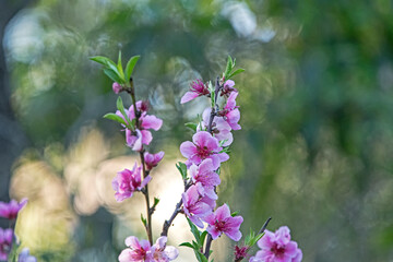 Fototapeta na wymiar pink cherry blossom.