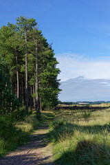 The sandy shaded footpath or trail between Tentsmuir Forest and Tay Heath on the Tay Estuary on one early morning in August.