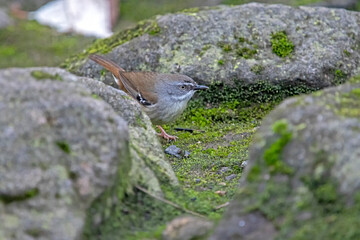 White-browed scrub wren on the mossy ground