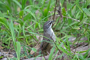 White-browed scrub wren