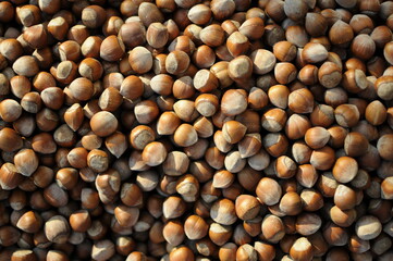 Hazelnuts dry on the ground. Process of Turkish hazelnuts. organic natural food. taking nuts with his hand.healty food.