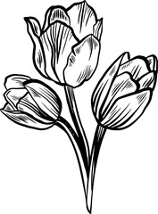 Bouquet of three tulips of scratch style. Sketch engraving vector illustration. Scratch board style imitation. Black and white hand drawn image.