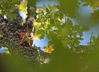 Obraz premium A brown squirrel coming down from an oak tree with a cone in its mouth