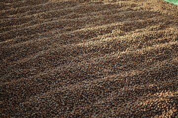 Hazelnuts dry on the ground. Process of Turkish hazelnuts. organic natural food. taking nuts with his hand.healty food.