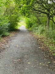 path in the forest