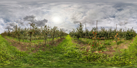 full seamless spherical hdri panorama 360 degrees angle view on Apple orchard in equirectangular...