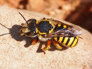 Wild Bee (Anthidium scapulare)