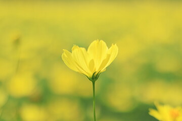 Cosmos in showakinen park ,japan,tokyo