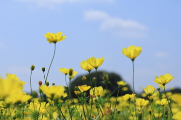 Obraz premium Cosmos in showakinen park ,japan,tokyo