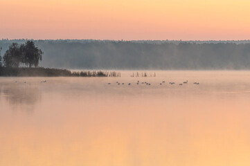 ptactwo wodne we mgle na jeziorze o poranku
