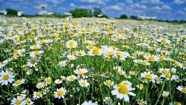 White flowers daisies of chamomile on green nature field with blue sky. Full HD clip
