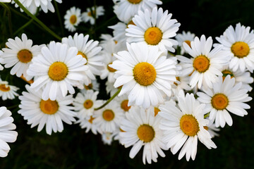 Fototapeta premium camomile flowers tea summer white yellow field, natural background.