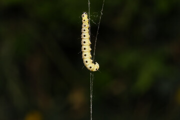Raupen der Pfaffenhut-Gespinstmotte, Yponomeuta plumbella