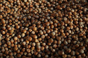 Hazelnuts dry on the ground. Process of Turkish hazelnuts. organic natural food. taking nuts with his hand.healty food.