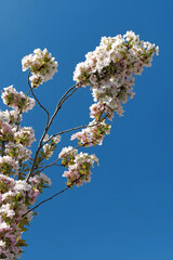 A branch of an apple tree with beautiful white blossoms in front of a cloudless blue sky
