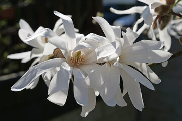 Fototapeta premium Close-up of a group of beautiful white blossoms of a star magnolia / magnolia stellata 