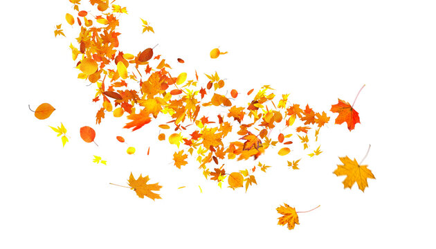 falling autumn leaves vortex isolated on white background