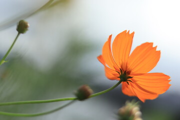 cosmos in the park ,japan,tokyo