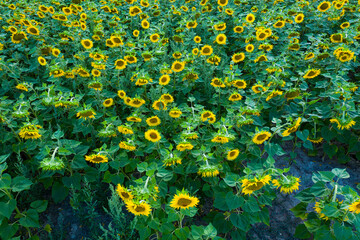 Aerial view of the cultivation of sunflowers in the region of Las Merindades, Burgos, Castilla y Leon, Spain, Europe