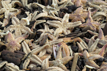 Close-up of a pile of sea goods, razor clams, shells, starfishes, molluskes etc. washed up on the beach after a strong storm
