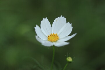 cosmos in the park ,japan,tokyo