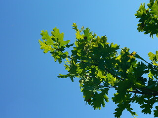 Oak branch with juicy green leaves and acorns against the blue summer sky on a sunny day # 5